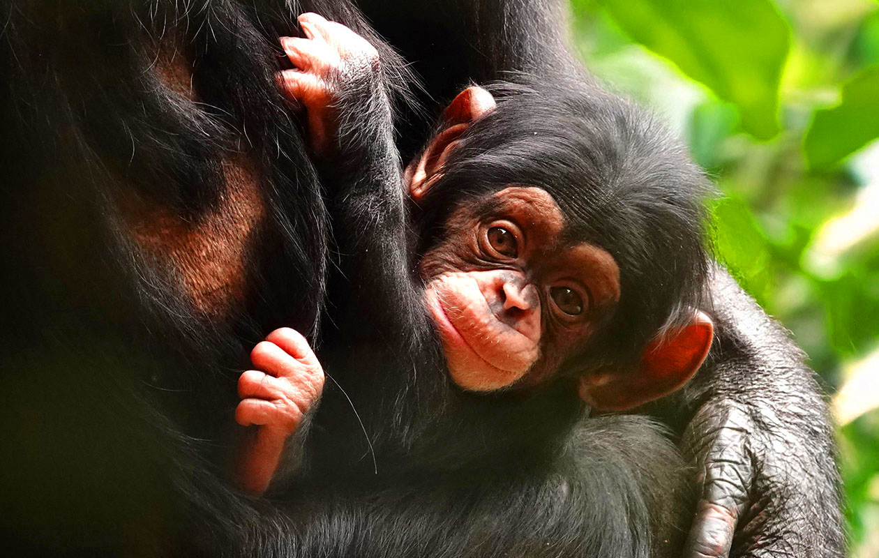 Ticket Dierenpark Amersfoort (2p.)