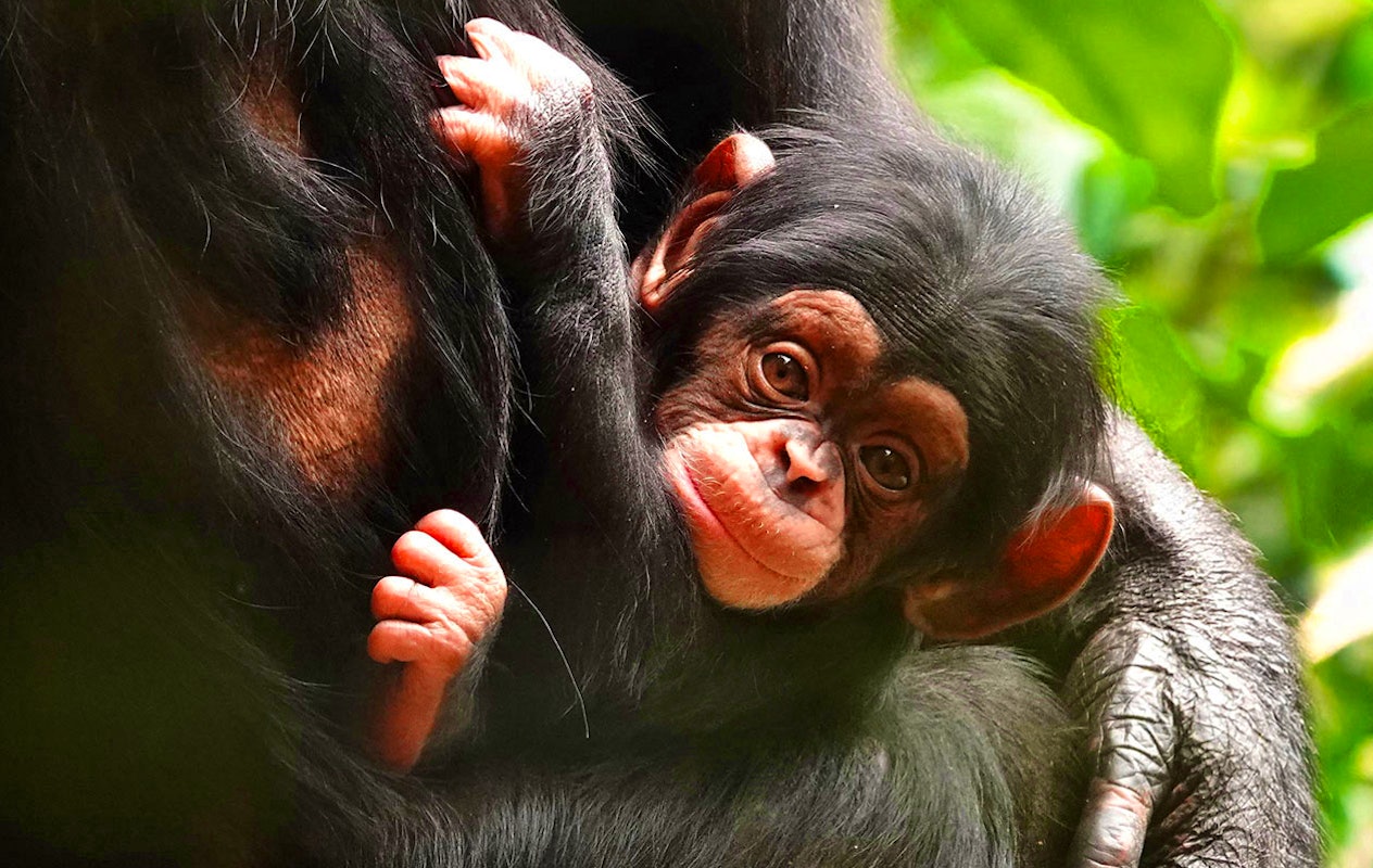 Billet Zoo d'Amersfoort (2p.)