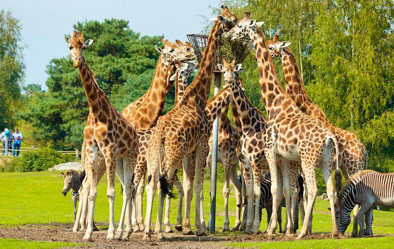 Ticket Safaripark Beekse Bergen pour 2 personnes