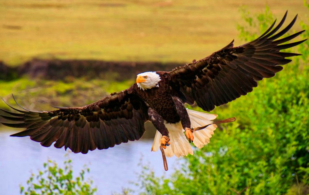 Ticket Safaripark Beekse Bergen (2p.)