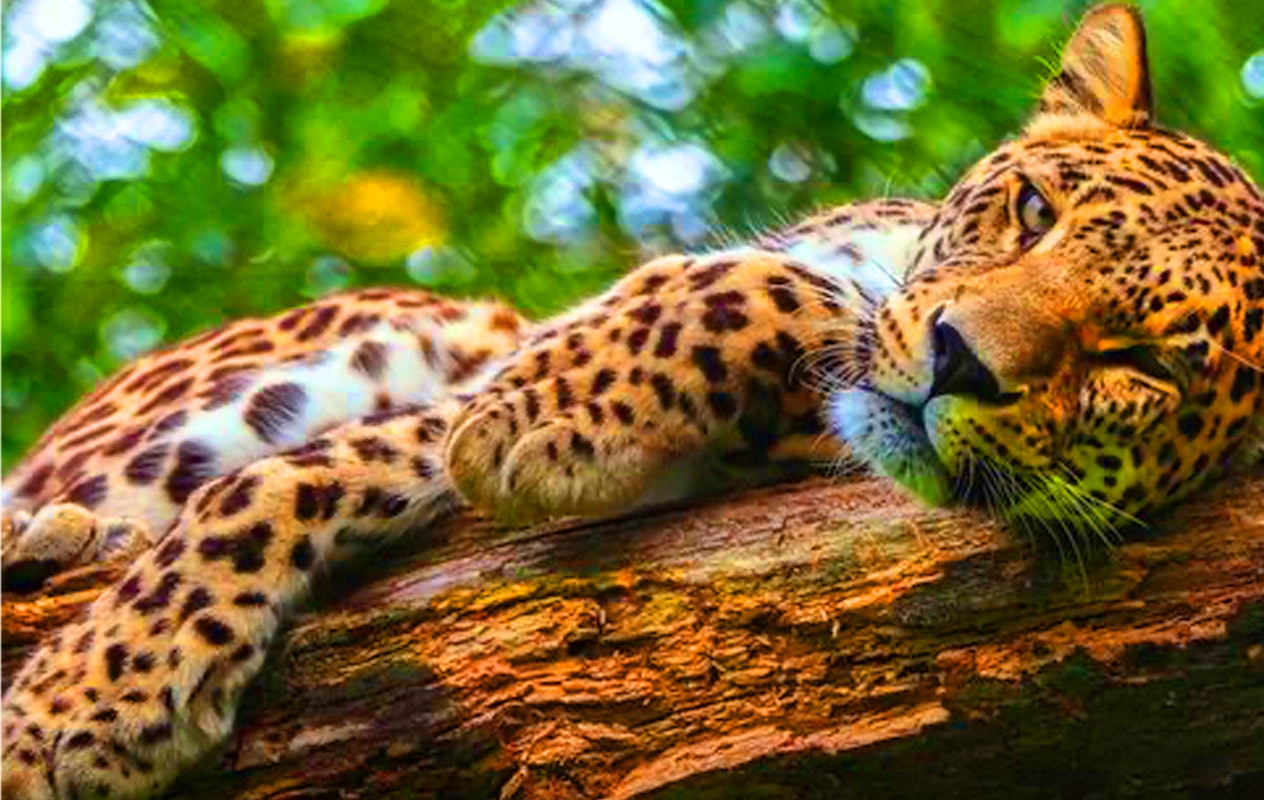 Ticket Safaripark Beekse Bergen (2p.)