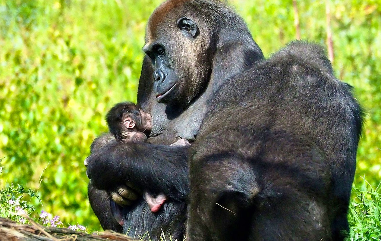 Ticket Safaripark Beekse Bergen (2p.)