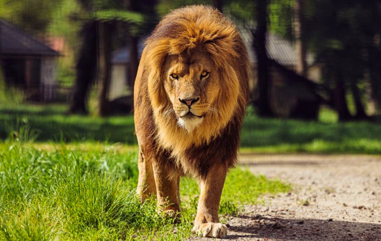 Ticket Safaripark Beekse Bergen (2p.)