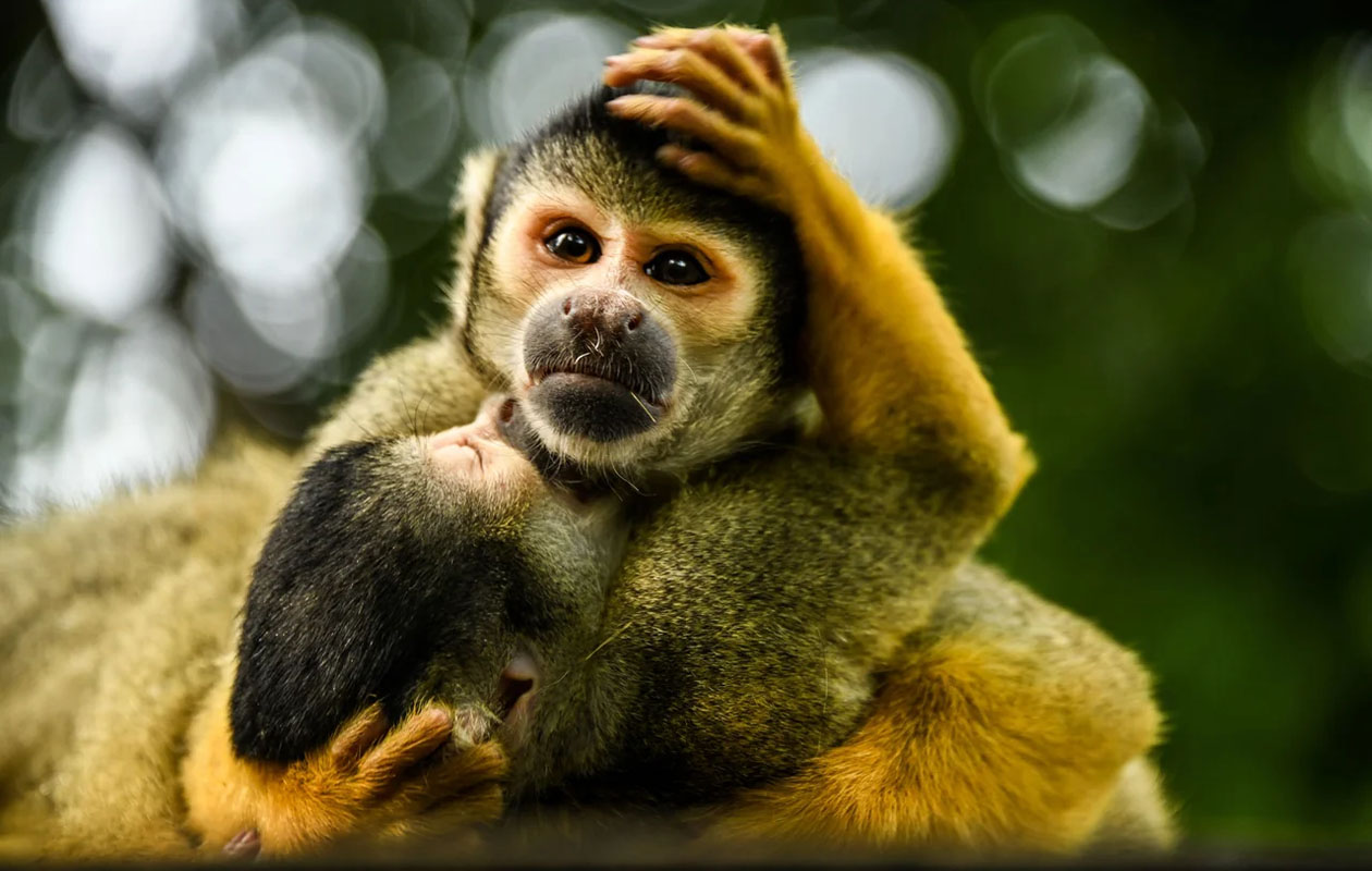 Billet pour Bellewaerde Park en Belgique (2 pers.)