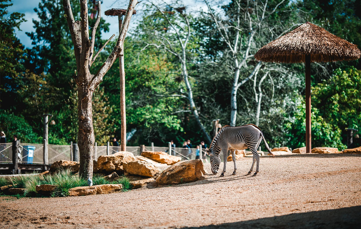 Billet pour Bellewaerde Park en Belgique (2 pers.)
