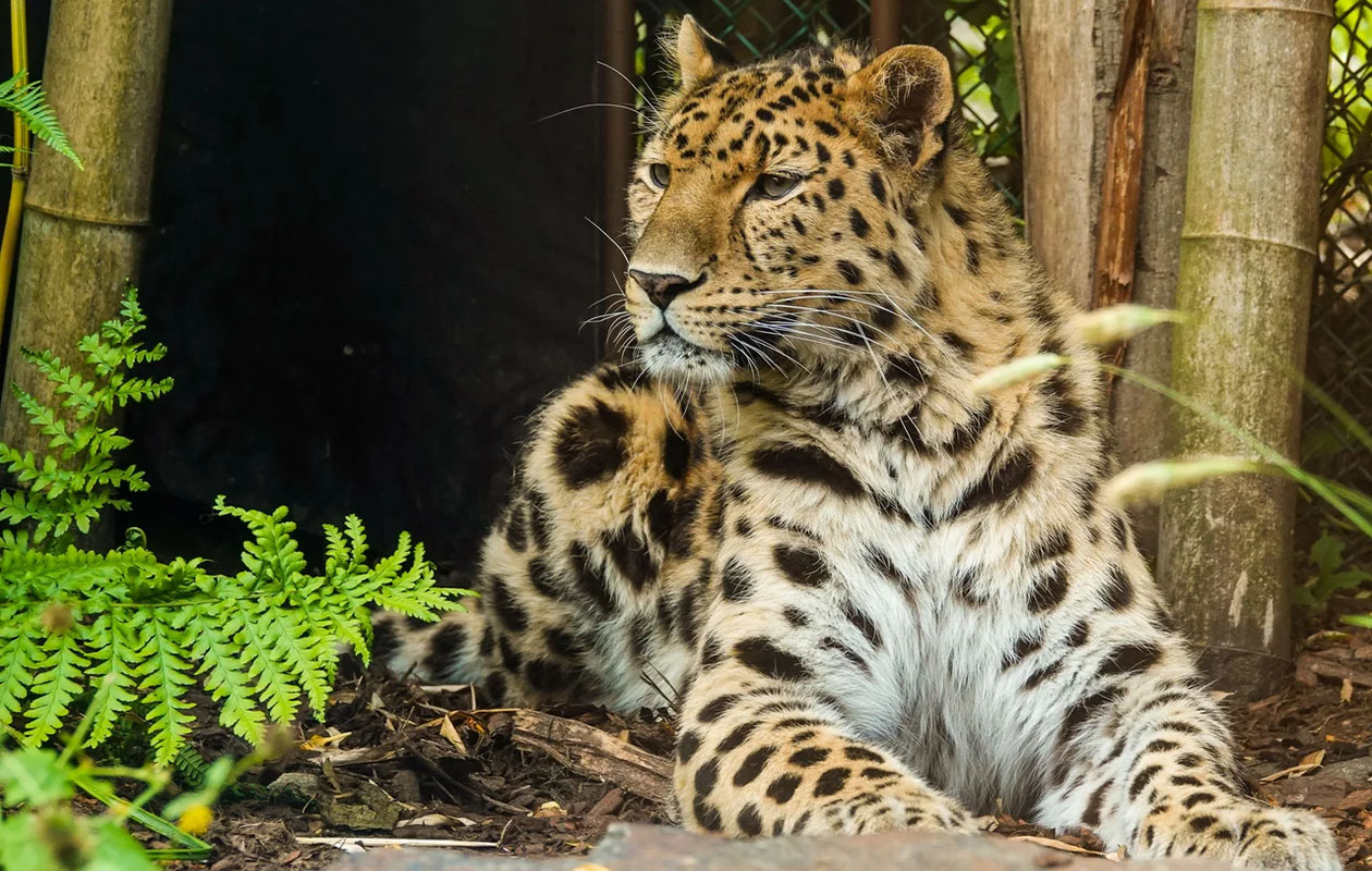 Billet pour Bellewaerde Park en Belgique (2 pers.)