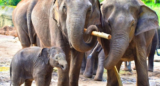 Ticket voor Kölner Zoo!