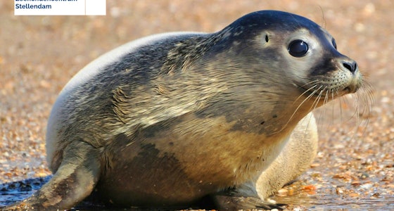 Ticket voor A Seal Stellendam