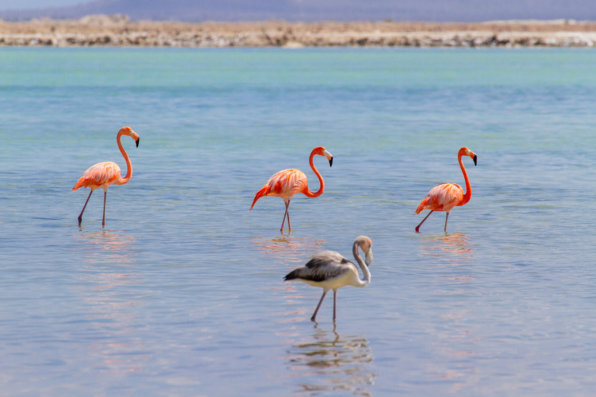 Flamingo's tijdens een dagje uit in Avifauna