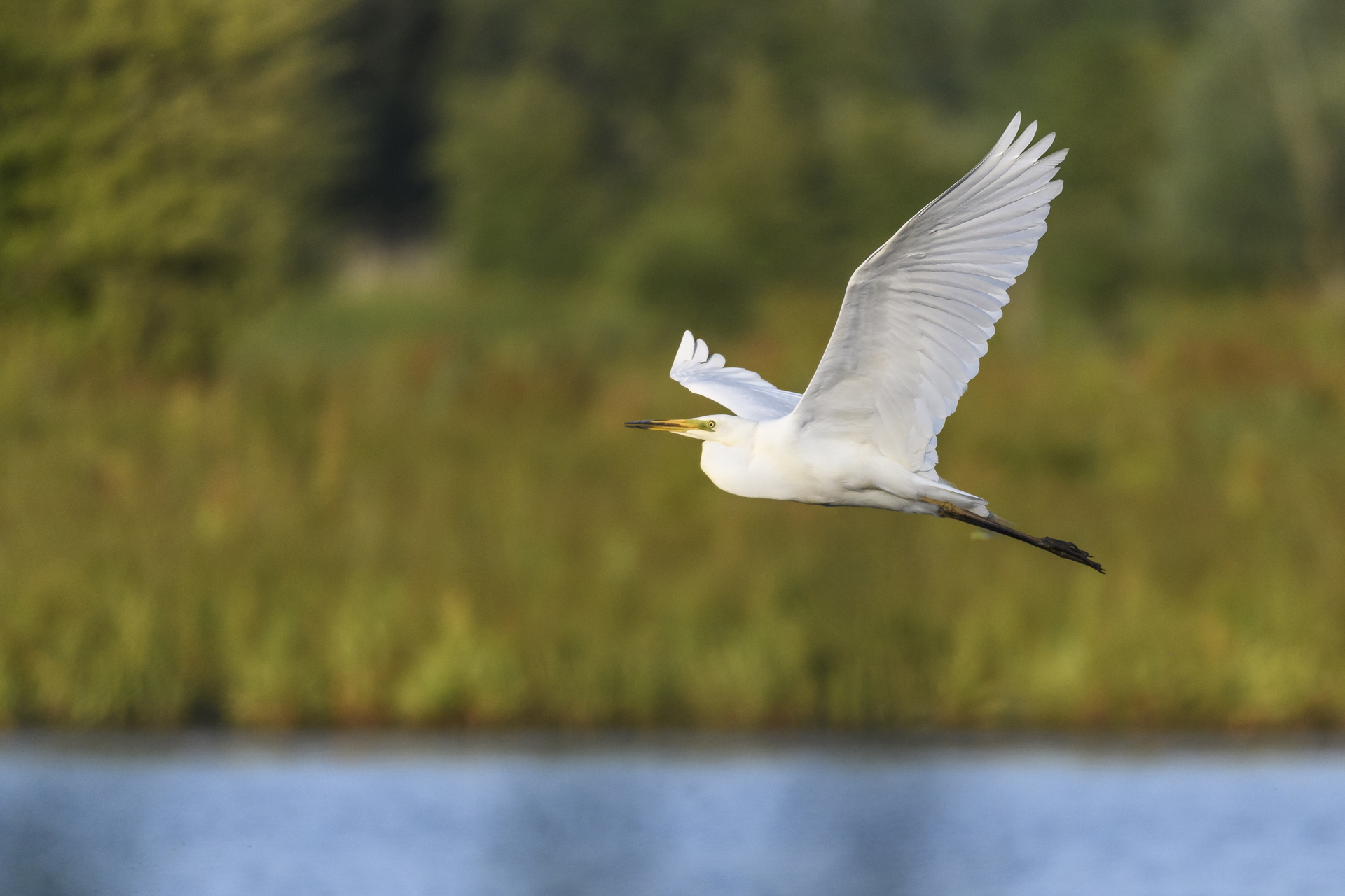 Dagje uit Flevoland natuur