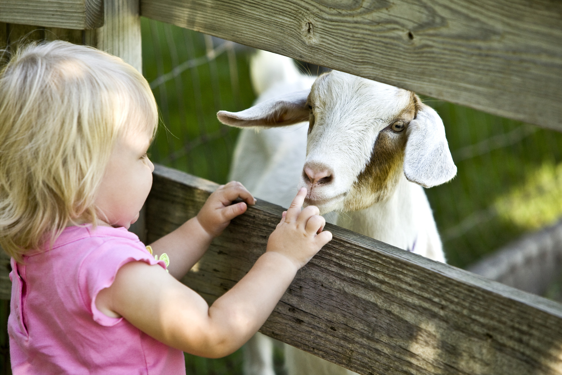 Dagje uit kinderboerderij