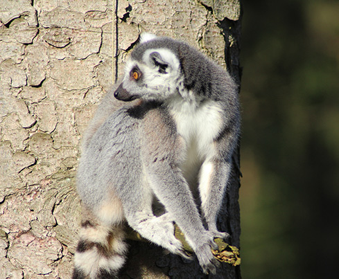 ringstaartmaki in DierenPark Amersfoort