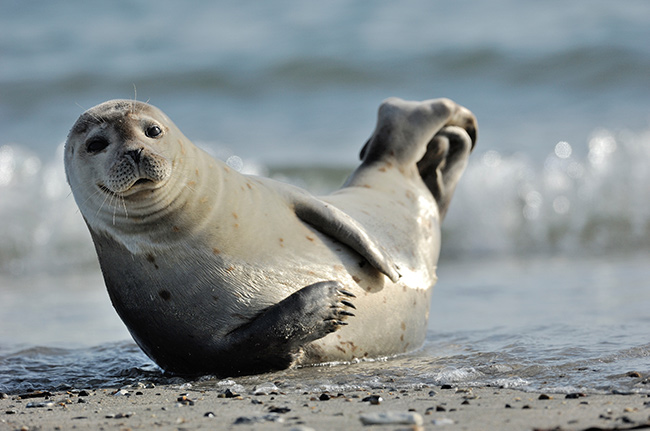 spelende zeehond in Ecomare