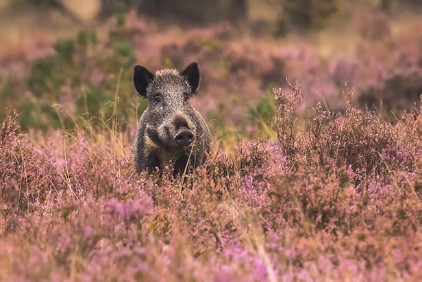 zwijnen spotten tijdens een verblijf in een hotel in de natuur