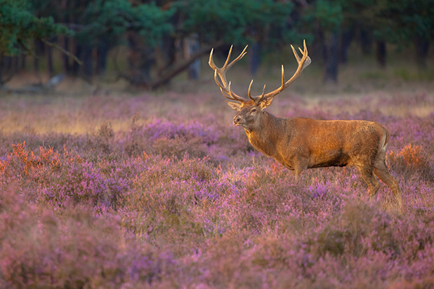 herten spotten tijdens een verblijf in een hotel in de natuur