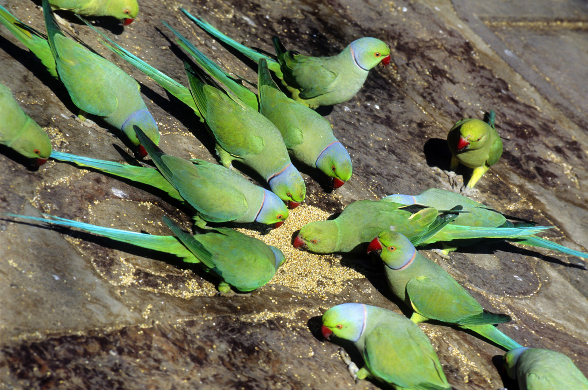 Vogels in vogelpark Avifauna