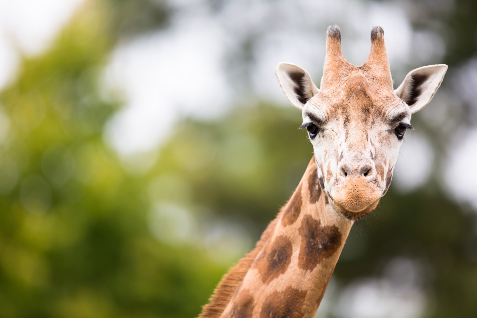 Nederland dagje uit dierentuin