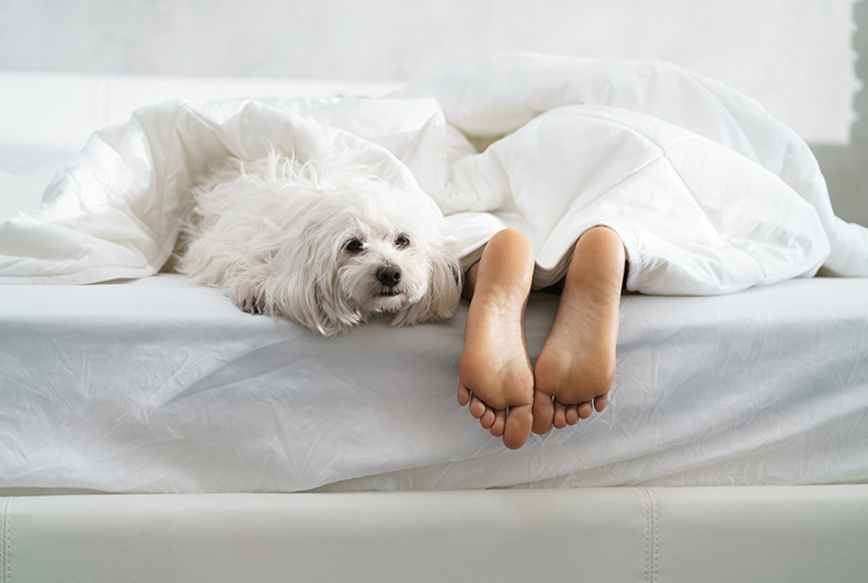 met je hondje in bed in slaap vallen