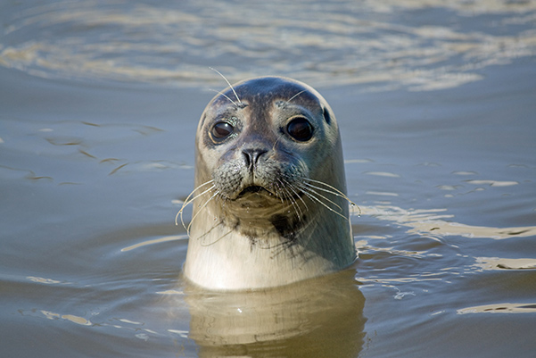 een zeehond in het water in Ecomare