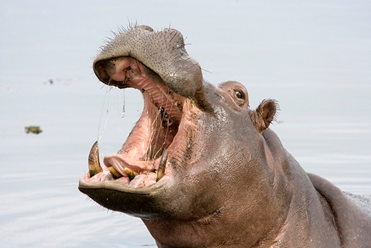 kölner-zoo-duitsland-dierentuin-dagje-uit2