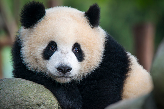 reuzenpanda ouwehands dierenpark rhenen vakantieveilingen