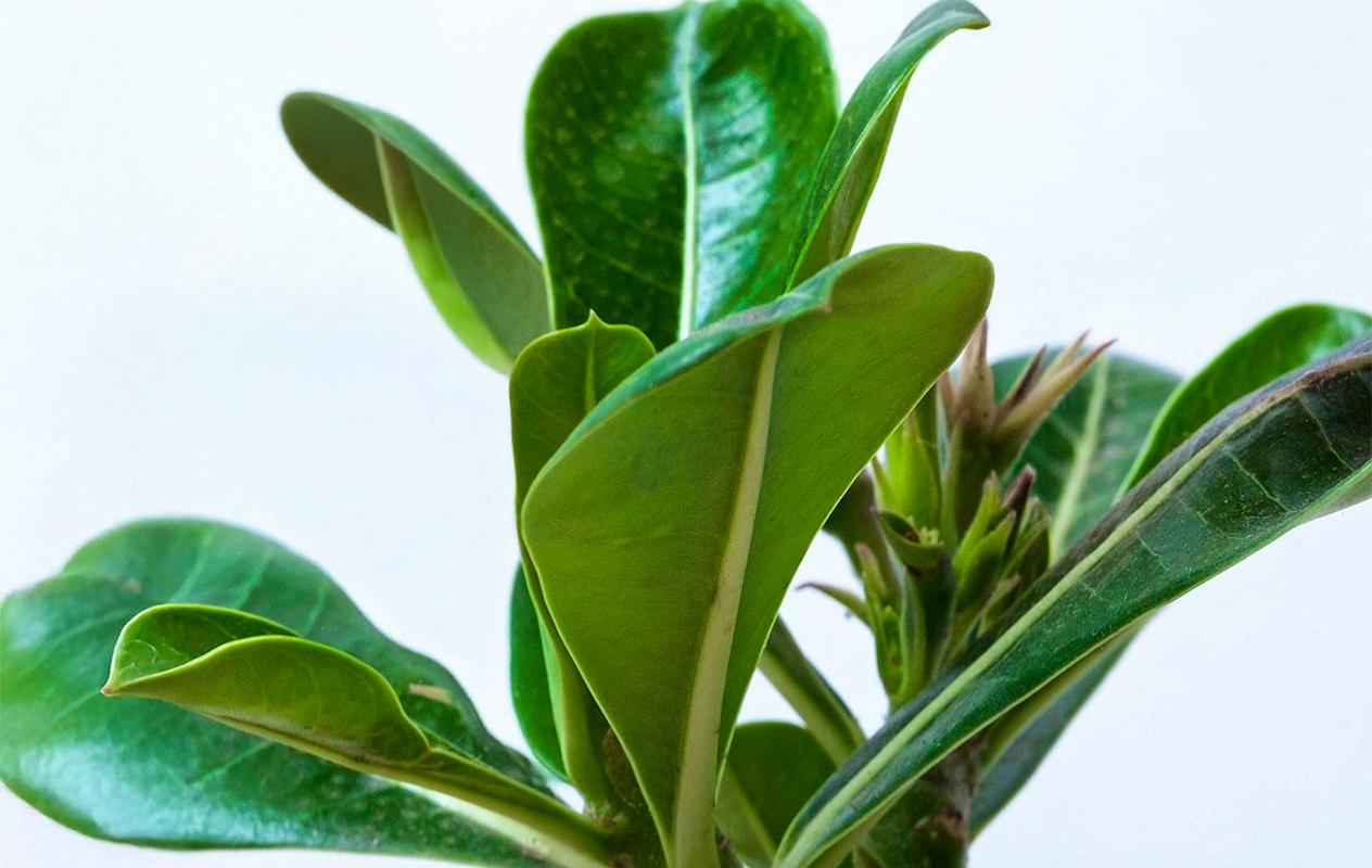 Adenium Win Set van 2 Adenium ‘Woestijnrozen’ | Win met korting | VakantieVeilingen
