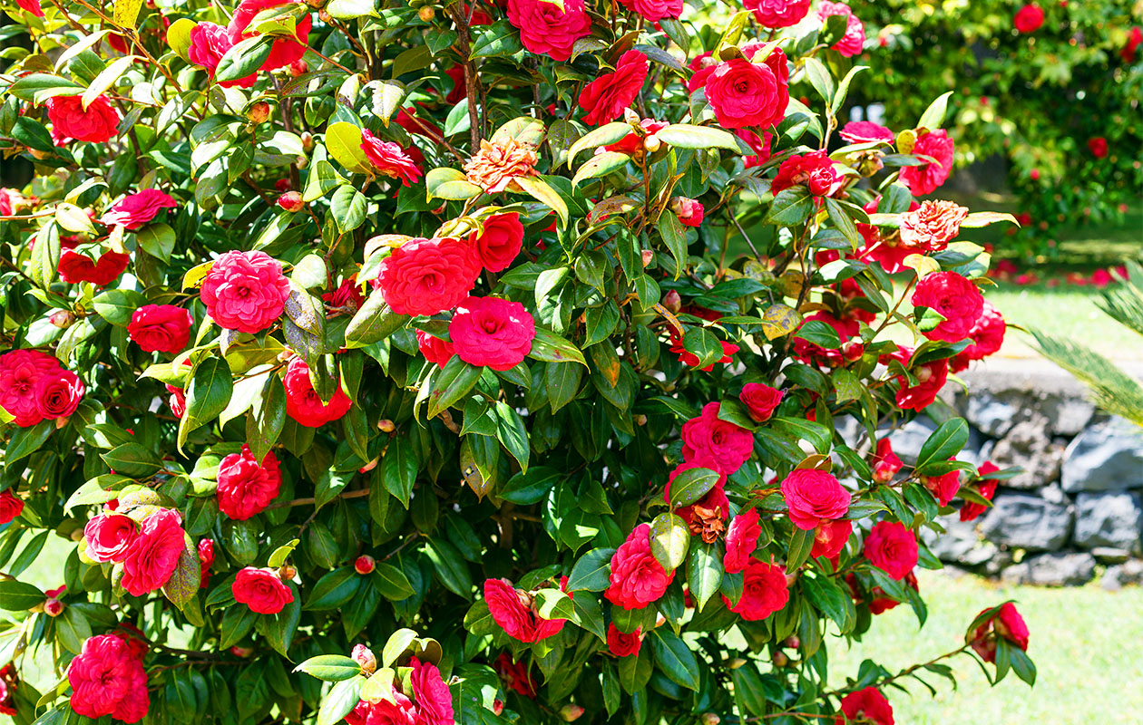 Camellia struik 'Japanse roos' XL rood | Win met korting ...