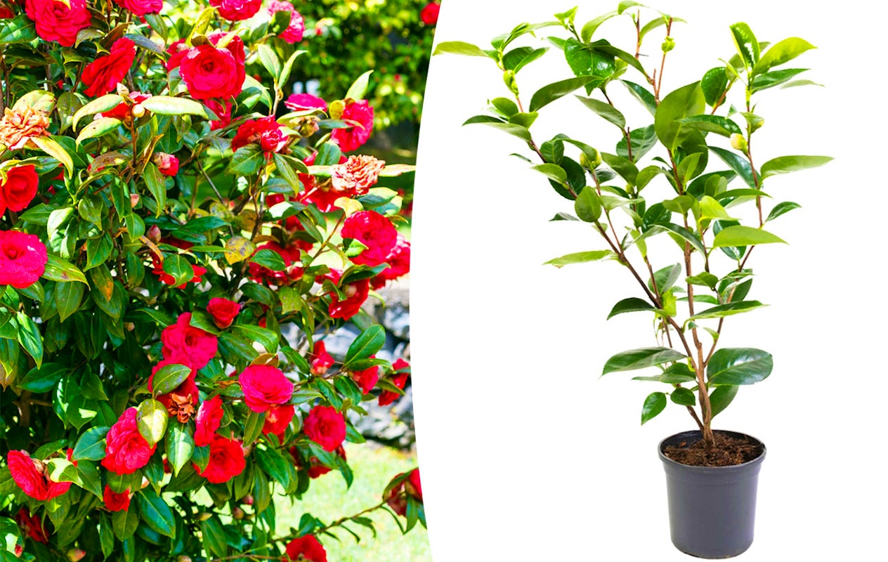 Roos Rood Camellia struik 'Japanse roos' XL rood | Win met korting ...