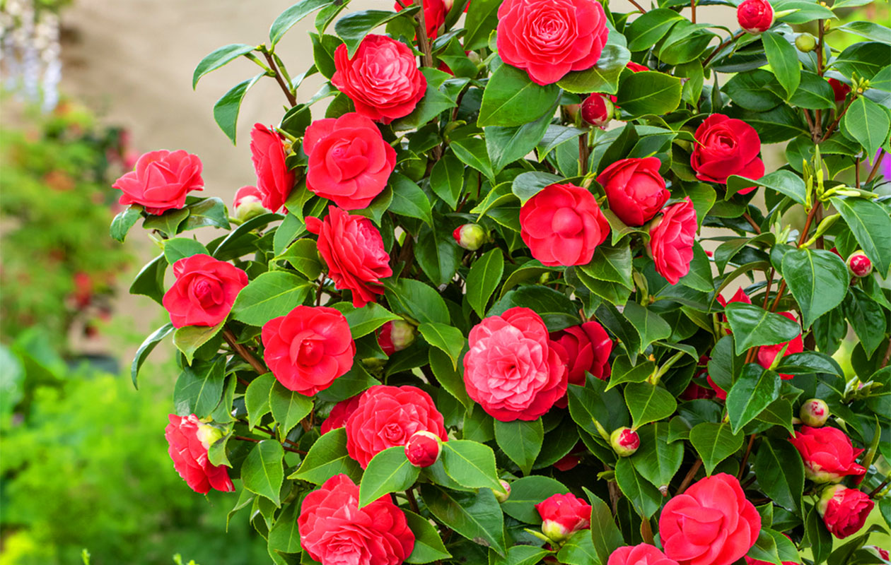 Camellia struik 'Japanse roos' XL rood | Win met korting ...