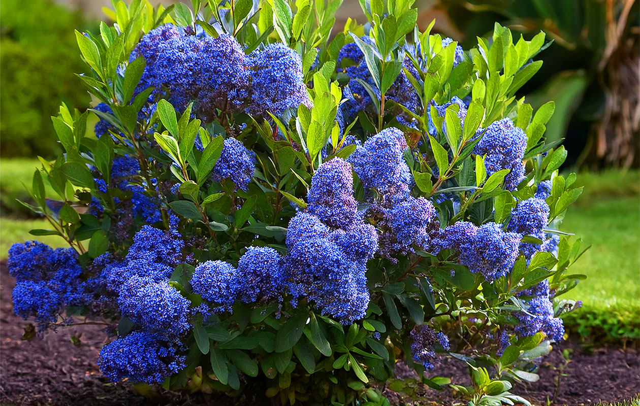 Ceanothus Amerikaanse Sering (60 - 70 cm)