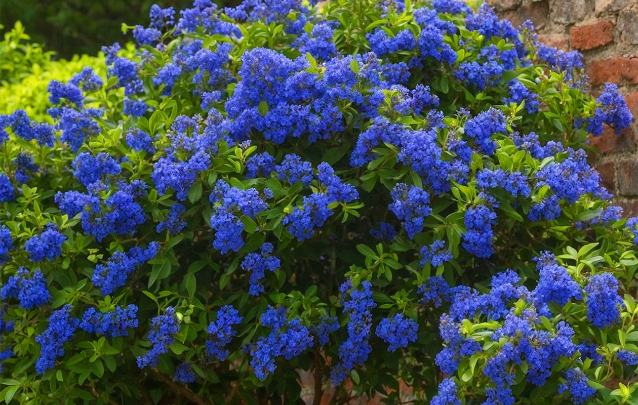 Ceanothus Amerikaanse Sering (60 - 70 cm)