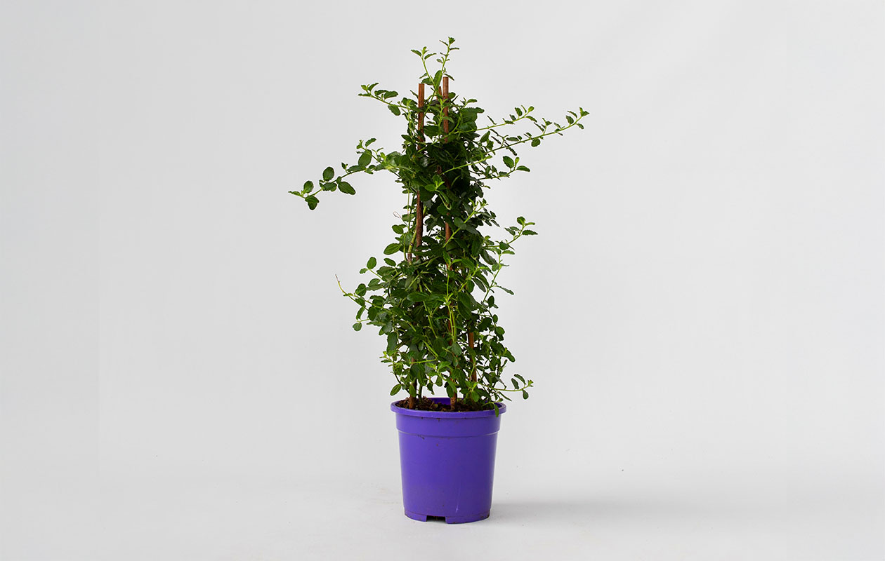 Ceanothus Amerikaanse Sering (60 - 70 cm)