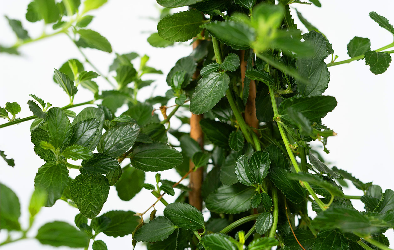 Ceanothus Amerikaanse Sering (60 - 70 cm)