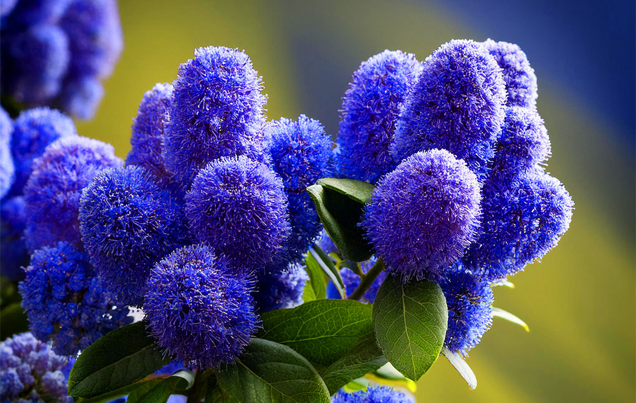 Ceanothus Amerikaanse Sering (60 - 70 cm)