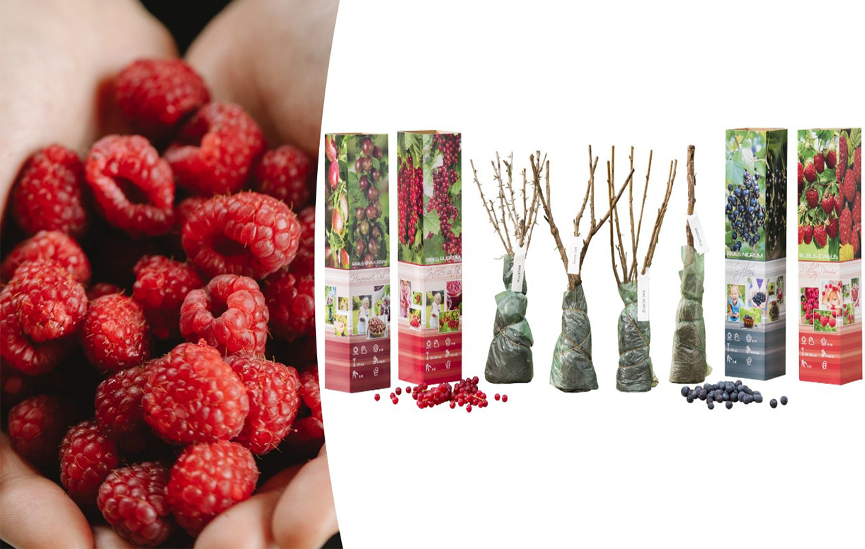 Set van 4 Fruitplanten (30 - 38 cm)