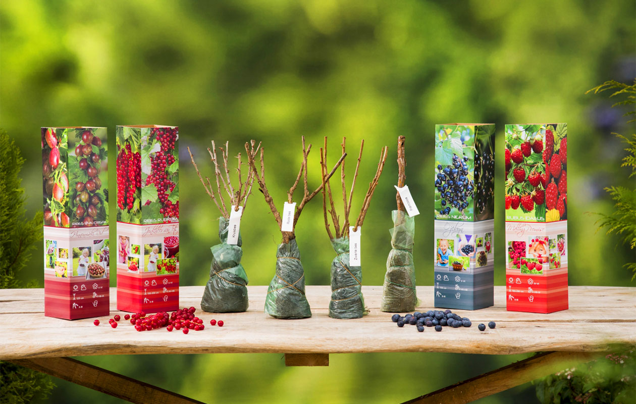 Set van 4 Fruitplanten (30 - 38 cm)