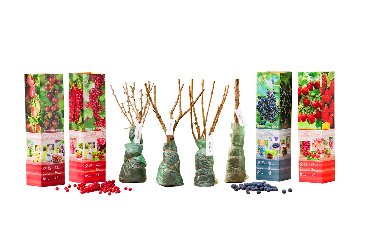 Set van 4 Fruitplanten (30 - 38 cm)