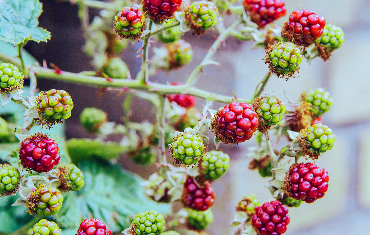 Set van 4 Fruitplanten (30 - 38 cm)