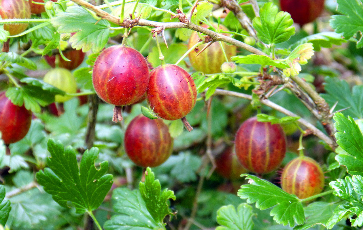 Set van 4 Fruitplanten (30 - 38 cm)