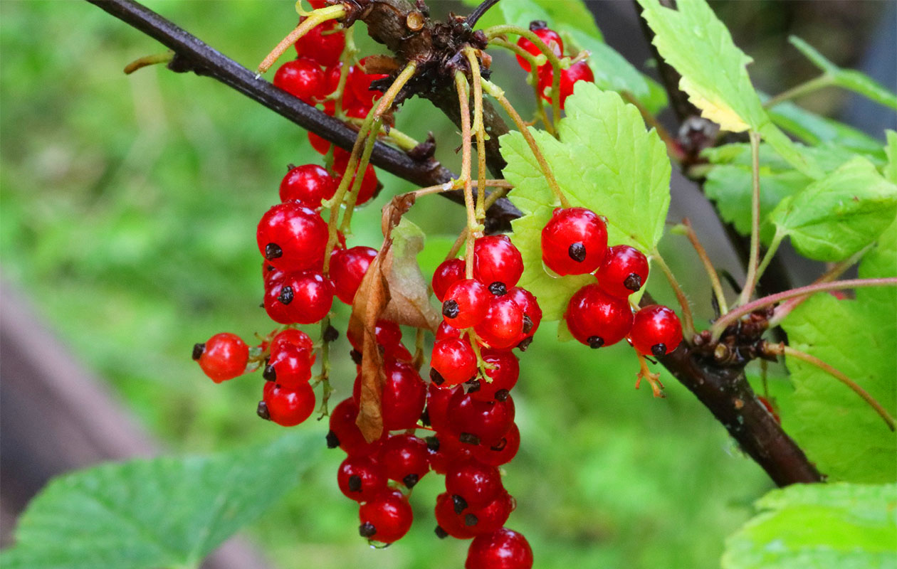 Set van 4 Fruitplanten (30 - 38 cm)