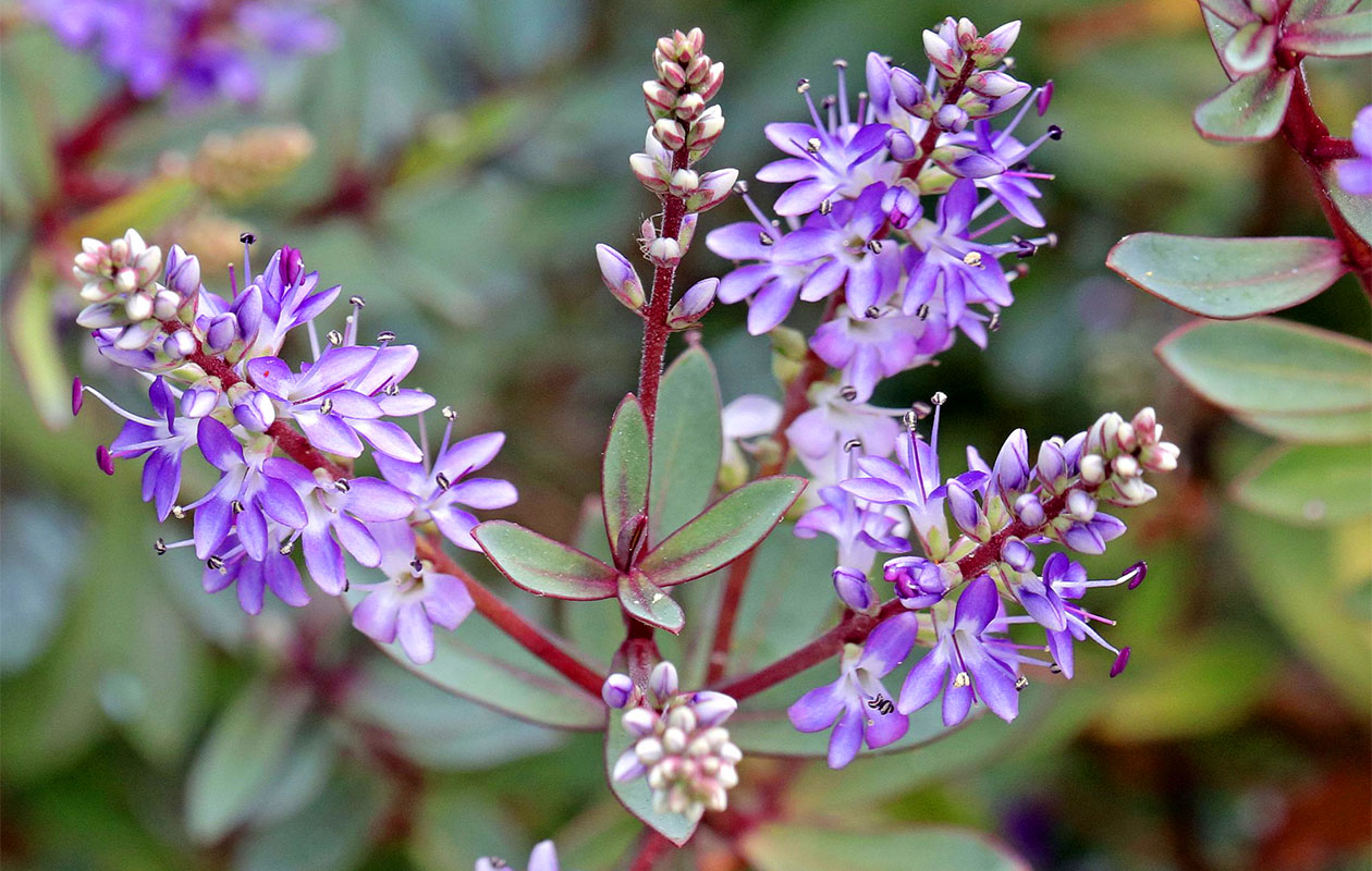 Mix van 6 Hebe Struikveronica's (15 - 20 cm)