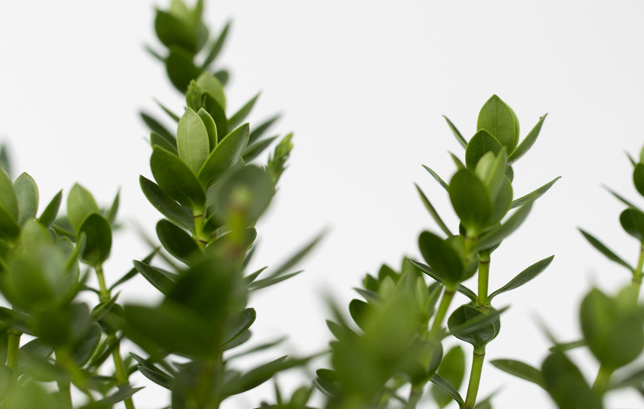 Mix van 6 Hebe Struikveronica's (15 - 20 cm)