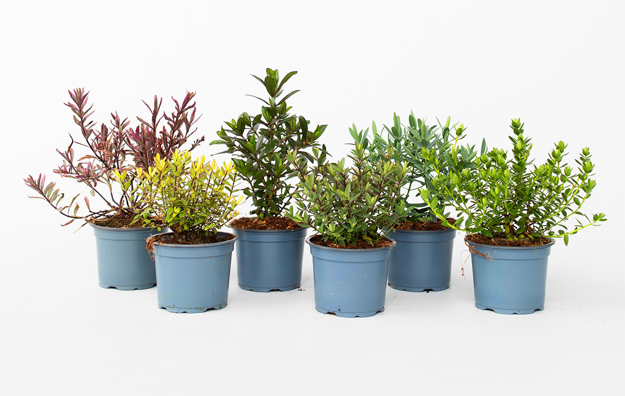 Mix van 6 Hebe Struikveronica's (15 - 20 cm)