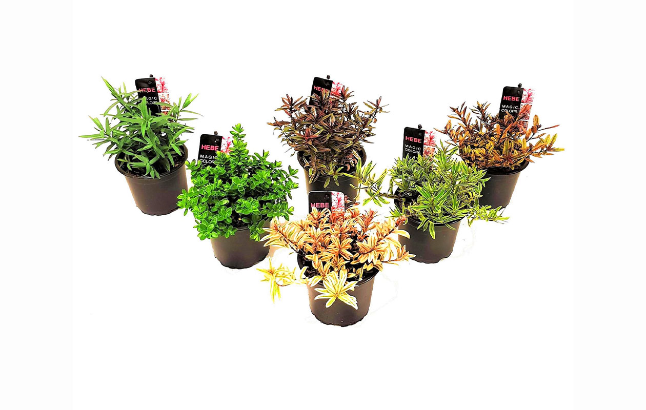 Mix van 6 Hebe Struikveronica's (15 - 20 cm)