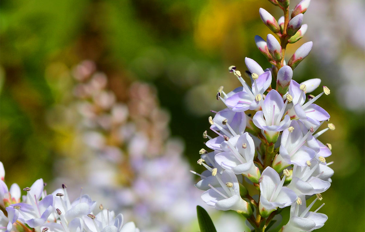 Mix van 6 Hebe Struikveronica's (15 - 20 cm)