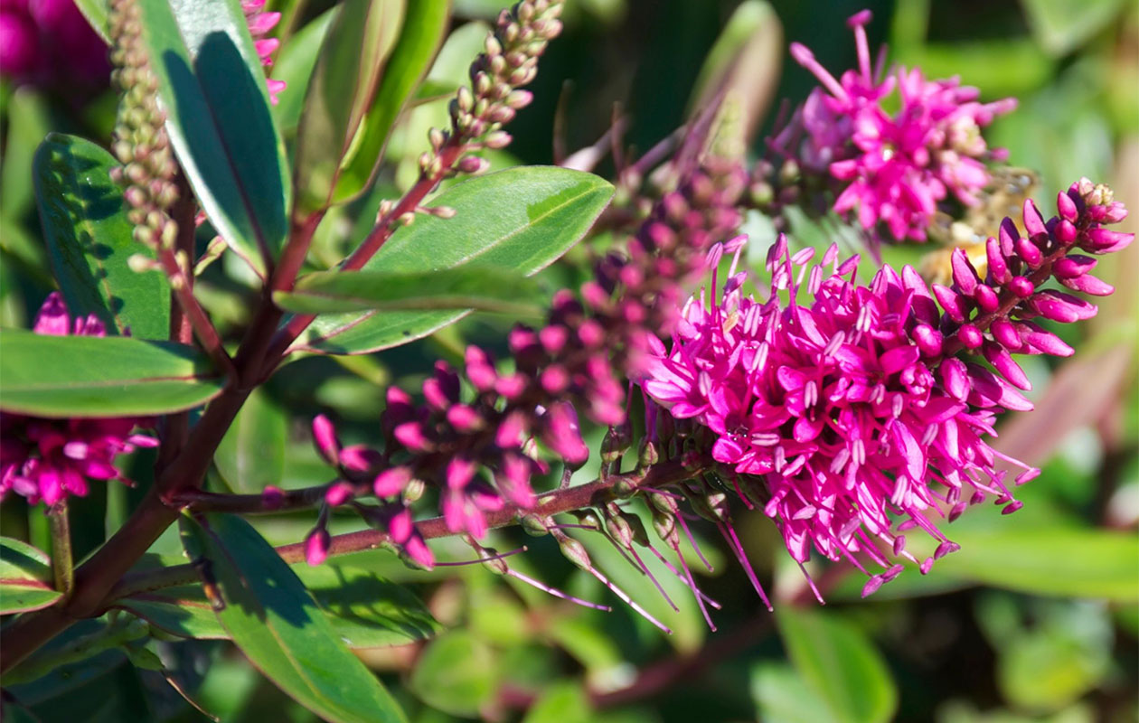 Mix van 6 Hebe Struikveronica's (15 - 20 cm)