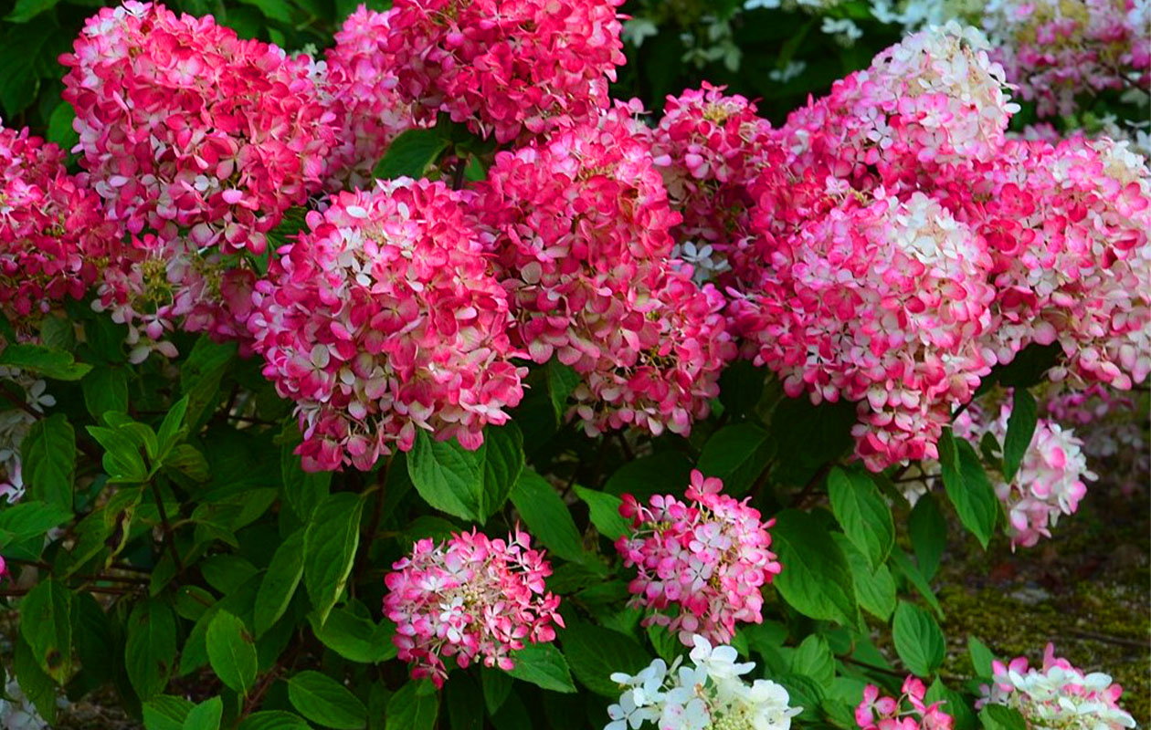 Set van 4 Hortensia mix planten 30 - 38 cm
