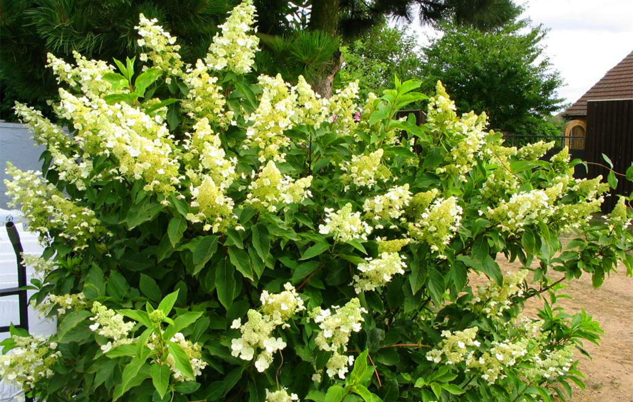 Set van 4 Hortensia mix planten 30 - 38 cm