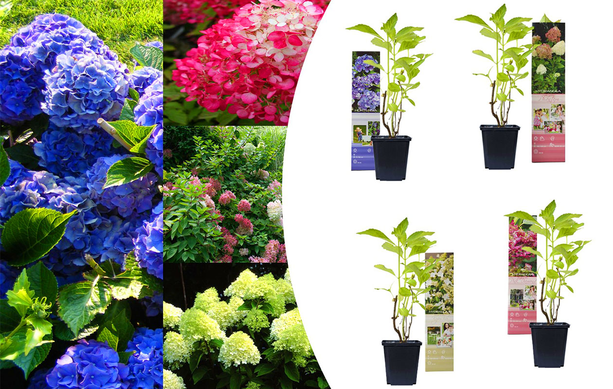 Set van 4 Hortensia mix planten 30 - 38 cm