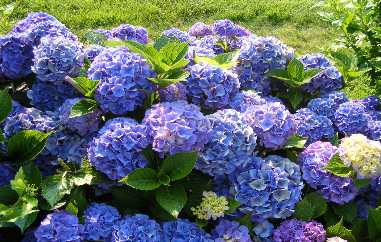 Set van 4 Hortensia mix planten 30 - 38 cm